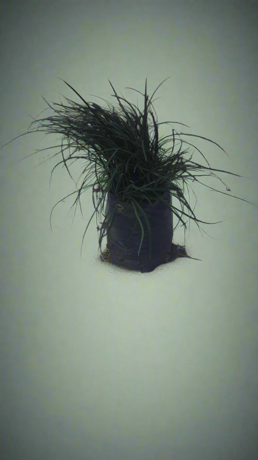Ophiopogon Japonicus 'Tall Mondo' 3L