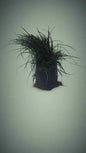 Ophiopogon Japonicus 'Tall Mondo' 3L