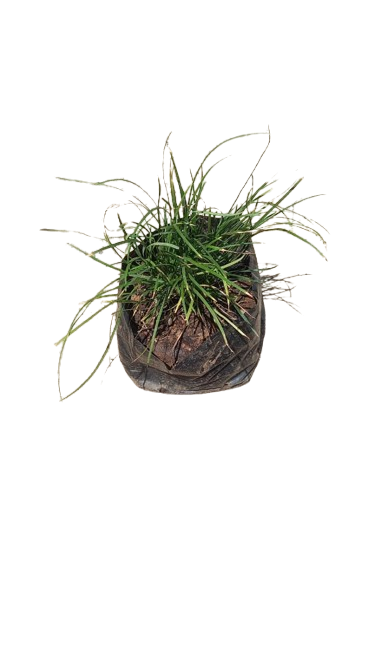 Mondo Grass Tall 3L
