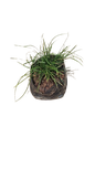 Mondo Grass Tall 3L