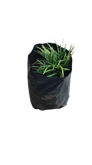 Ophiopogon Kyoto - Mondo Grass 1L