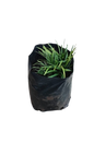 Ophiopogon Kyoto - Mondo Grass 1L