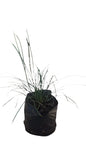 Mondo Tall 3L