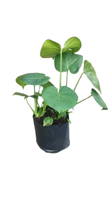 Monstera Deliciosa 5L