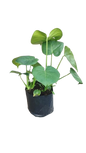 Monstera Deliciosa 5L