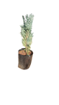 Cuppressus Juniperus Scopulorum (Moonglow) 10L
