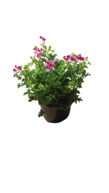 Pelargonium Mosquitaway 17cm