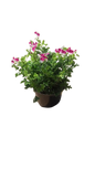 Pelargonium Mosquitaway 17cm