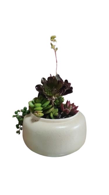 Mixed Succulent in Ceramic Bowl
