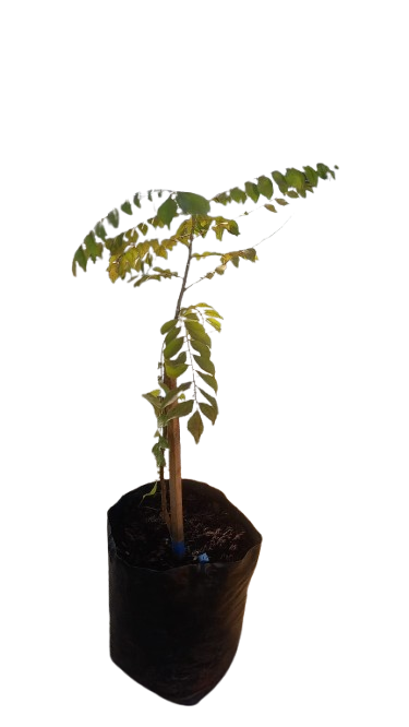 Murraya Koenigii(Curry Leaf) 10L
