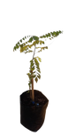 Murraya Koenigii(Curry Leaf) 10L