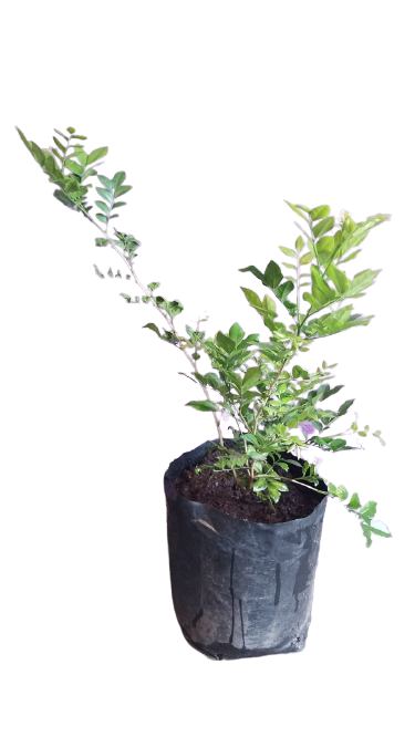 Murraya exotica 10lt