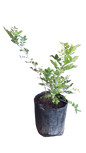 Murraya exotica 10lt