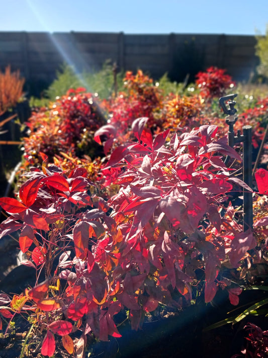 Nandina Pygmea 10L