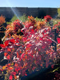 Nandina Pygmea 10L