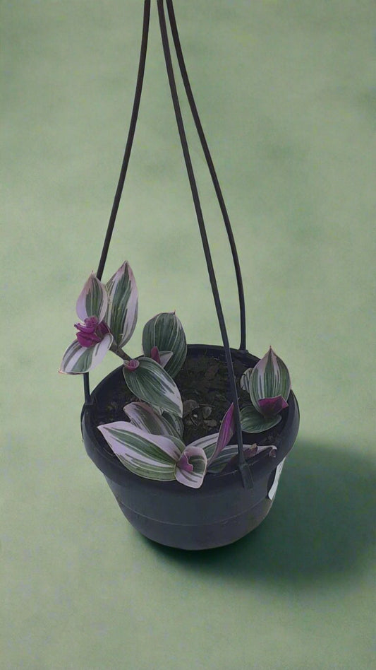 Tradescantia Nanouk Various