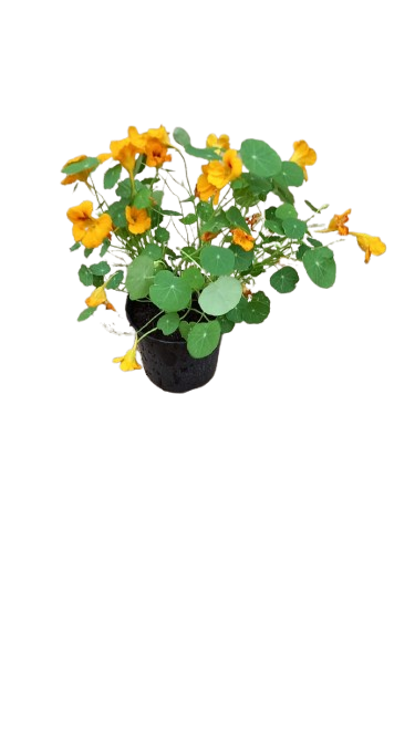 Nasturtium 15cm Pot