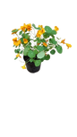 Nasturtium 15cm Pot
