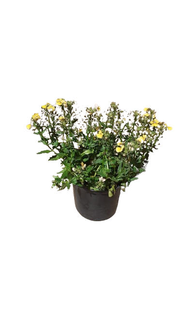 Nemesia Nesia (Assorted) 15cm