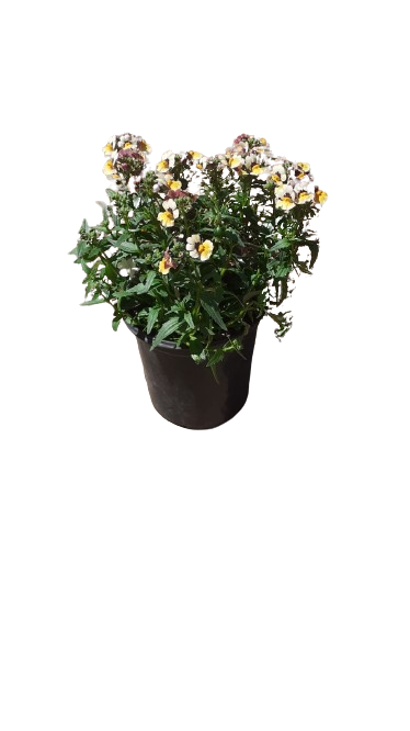 Nemesia Nesia (Assorted) 15cm