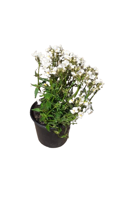 Nemesia Nesia (Assorted) 15cm