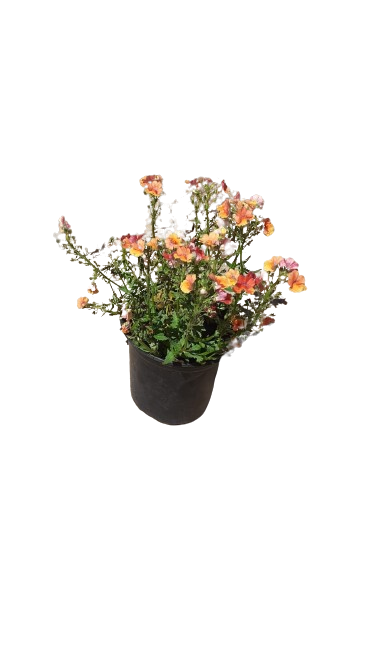 Nemesia Nesia (Assorted) 15cm