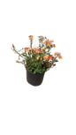 Nemesia Nesia (Assorted) 15cm