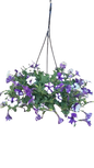 Petunia 20cm Various