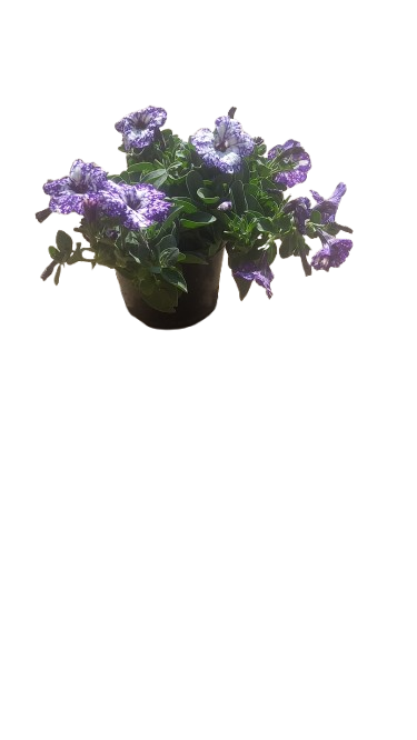 Petunia 15cm Various Colour