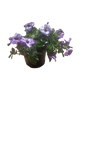 Petunia 15cm Various Colour