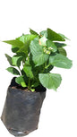 Hydrangea Assorted 5L