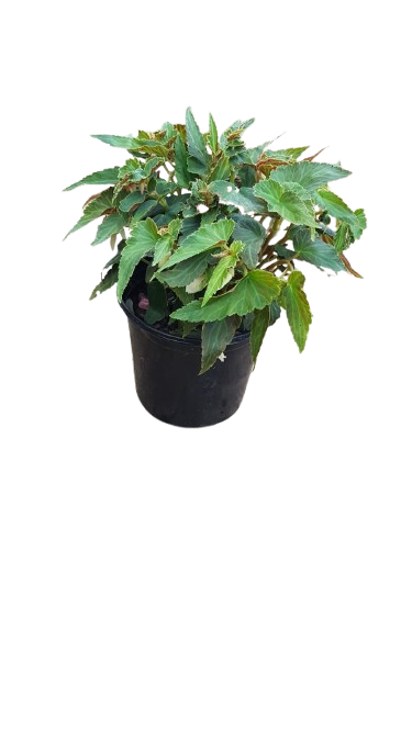 Begonia Various 17cm