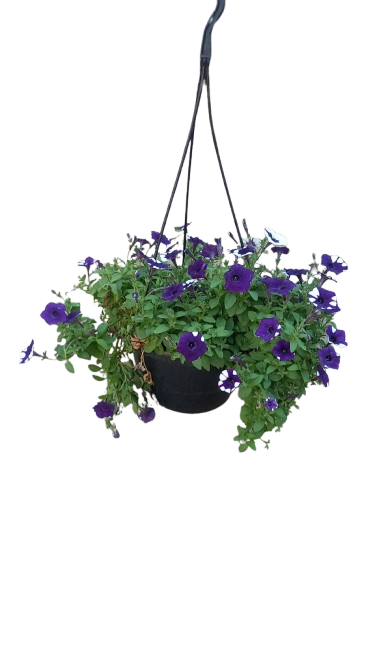 Petunia 20cm Various
