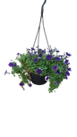 Petunia 20cm Various