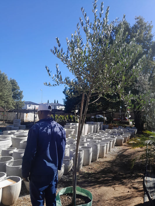 Olea Africana 'Wild Olive' 100L