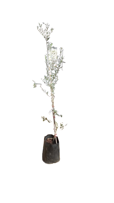 Olive Coratina 20L