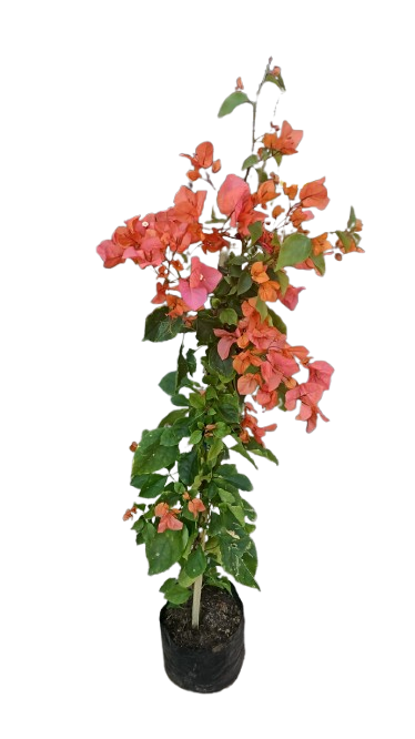 Bougainvillea - various Colors 10L