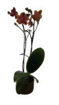 Phalaenopsis 2 stem In Green Ceramic 12cm