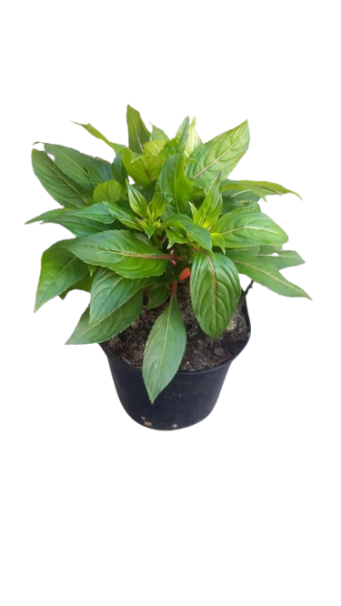 New Guinea Impatient Harmony Assorted - 15cm