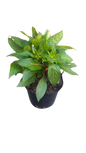 New Guinea Impatient Harmony Assorted - 15cm