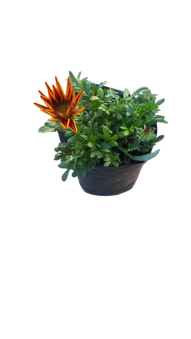 Gazania Assorted 3L