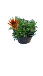 Gazania Assorted 3L