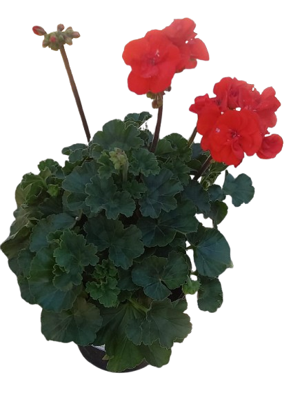 Pelargonium Turkana 17cm Assorted