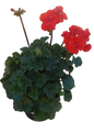Pelargonium Turkana 17cm Assorted