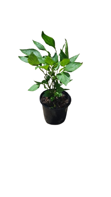 Sweet Pepper Pot Assorted 17cm