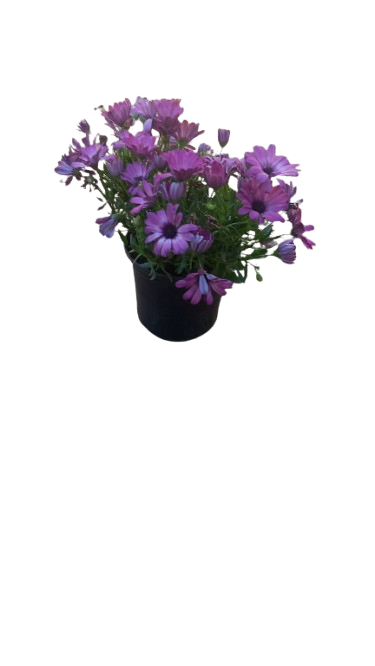 Osteospermum Osticade Assorted 17cm
