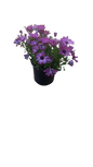 Osteospermum Osticade Assorted 17cm