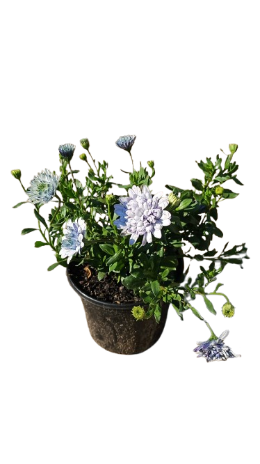 Osteospermum FlowerP 3D Steel 17cm