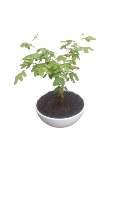 Acacia Paper Bark In Ceramic Pot
