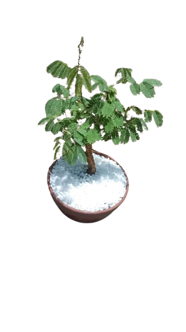 Acacia Sieberiana 'Paper Bark' Bonsai various